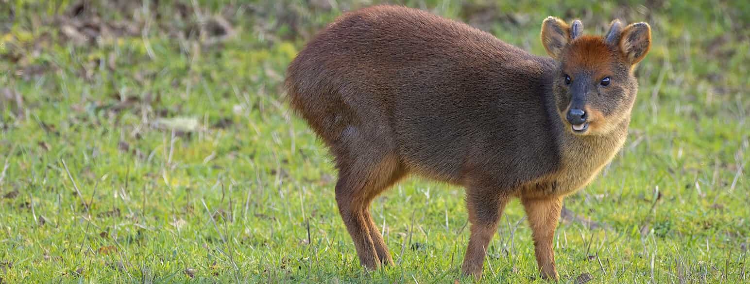 Fauna en las carreteras