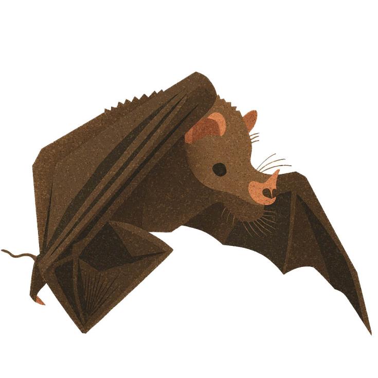 Chiroptera