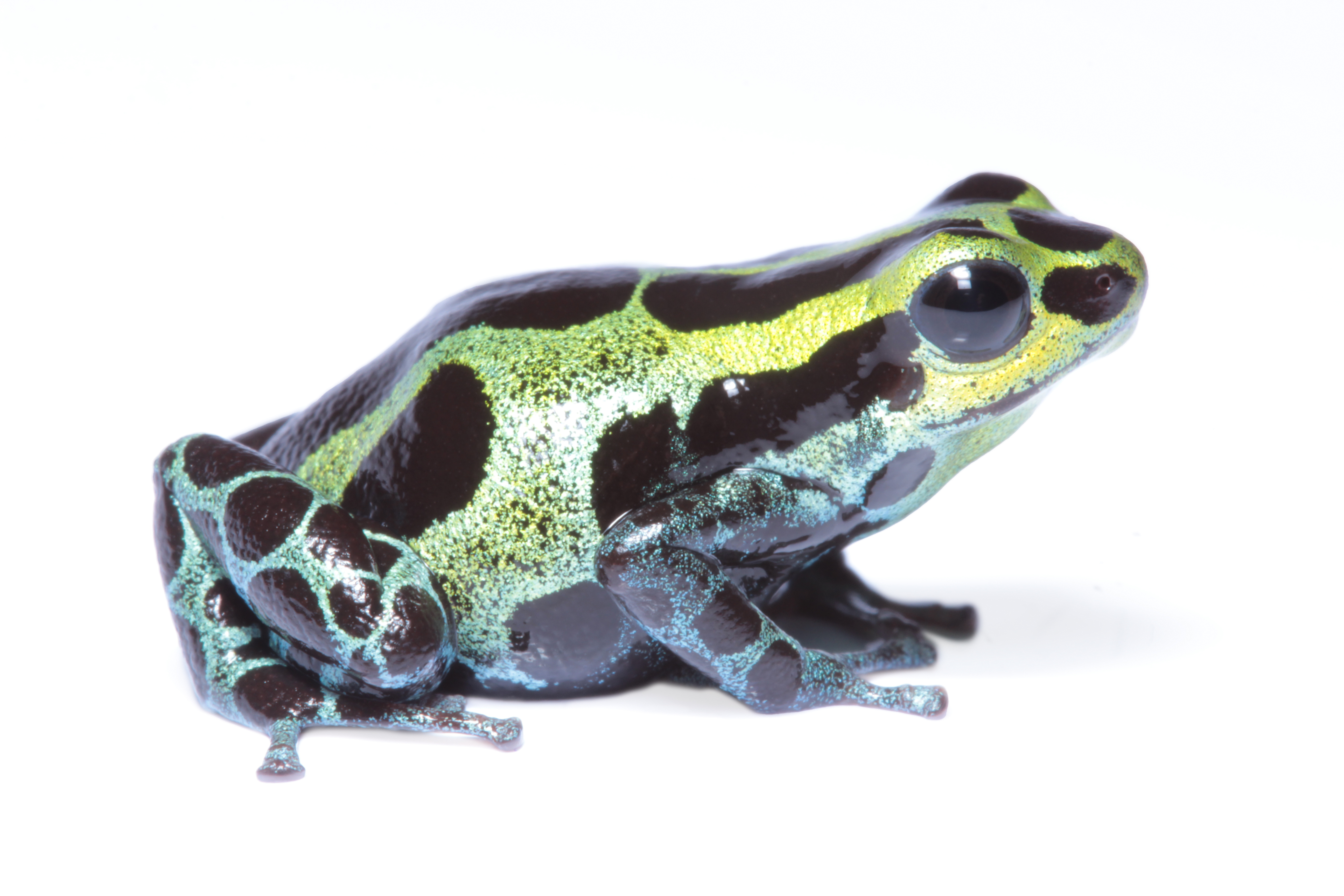 🌿🐸 20 de marzo Día de las Ranas 🐸🌿