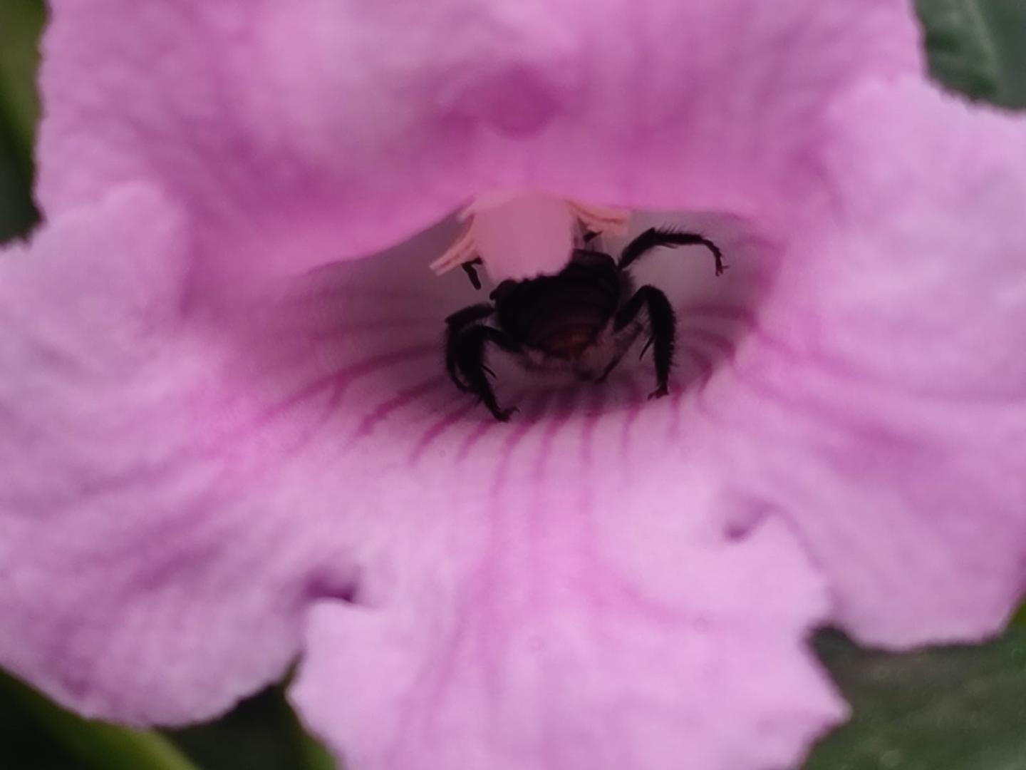 🌼🐝 ¡Explorando el mundo secreto de los abejorros andinos! 🏔️🔬