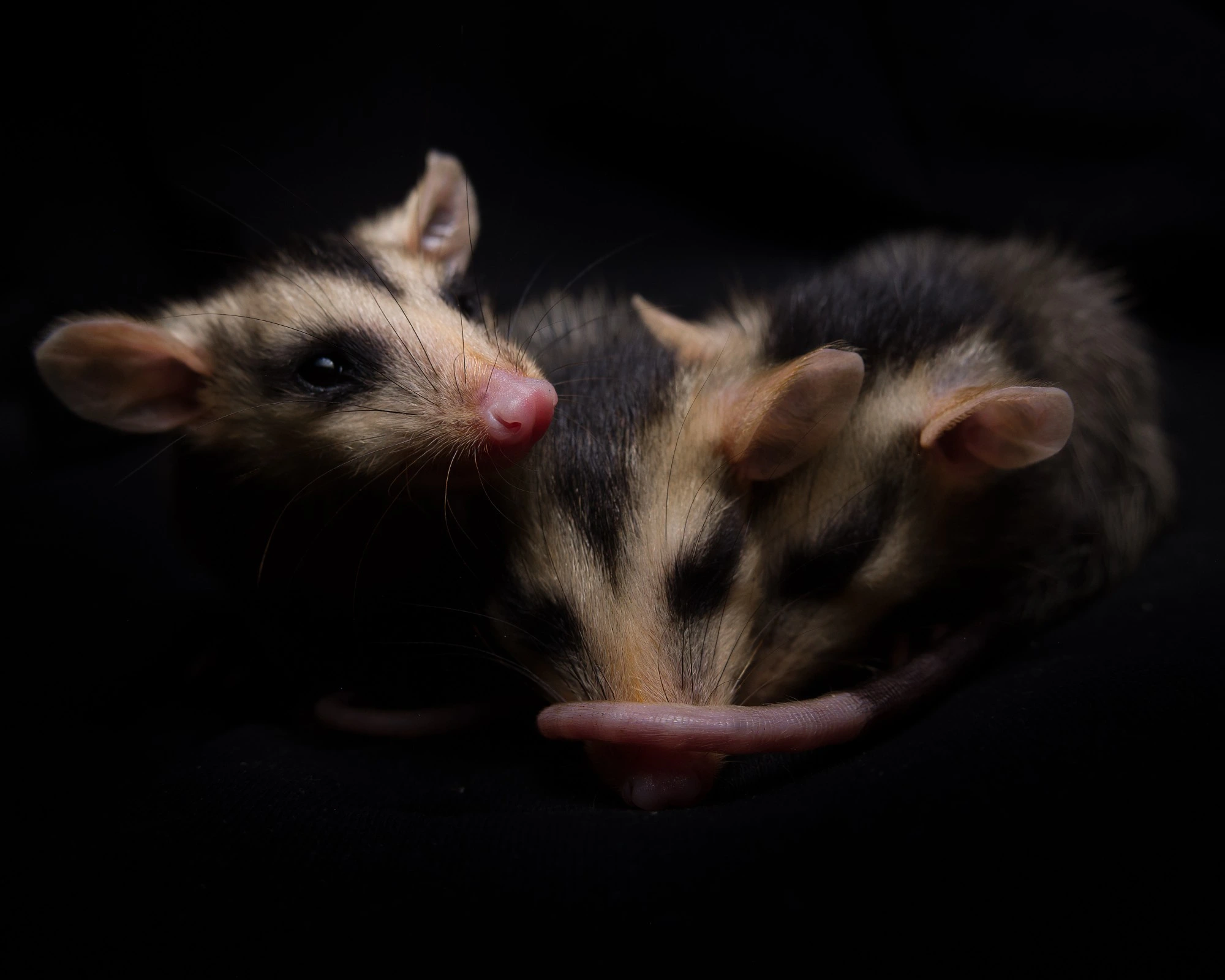 Artiodactyla
