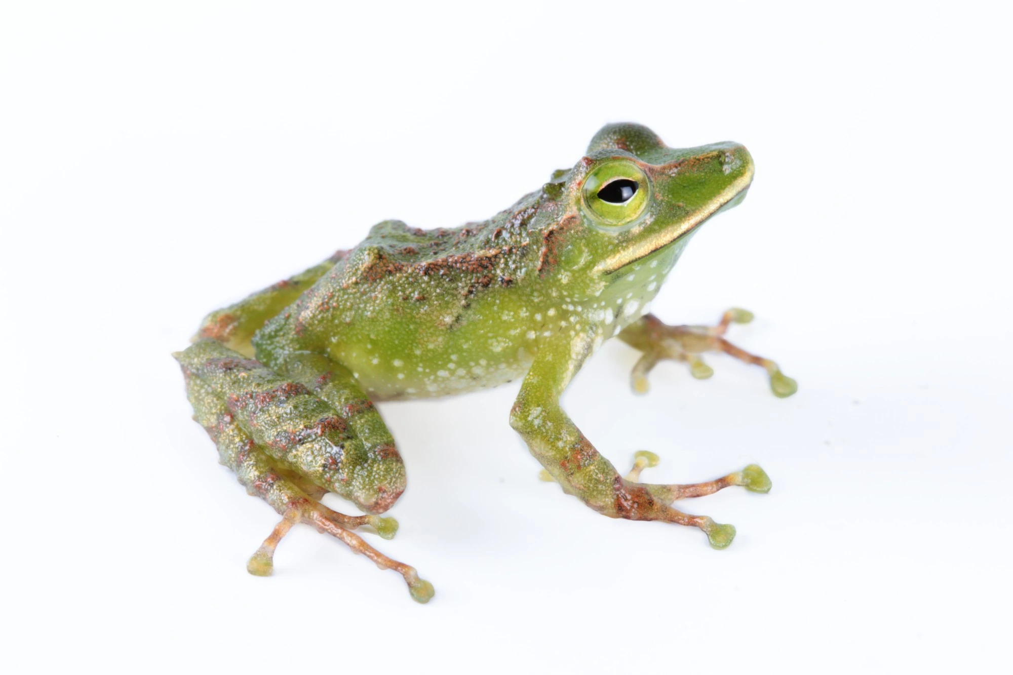 Anura