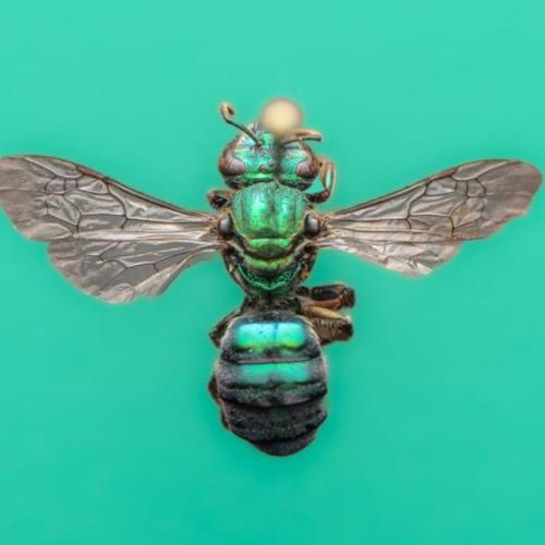 Hymenoptera