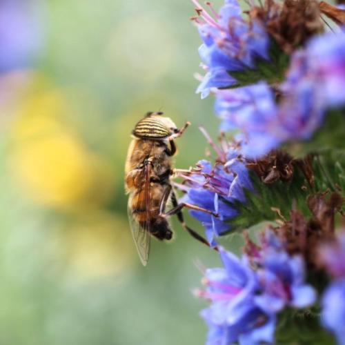 Diptera