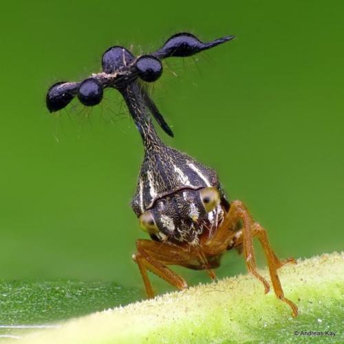 Hemiptera