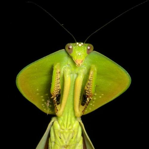Mantodea