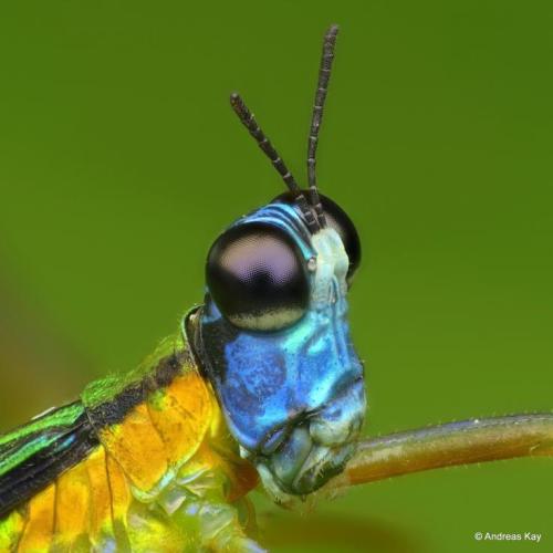 Orthoptera