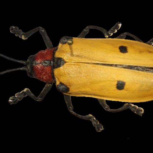 Coleoptera