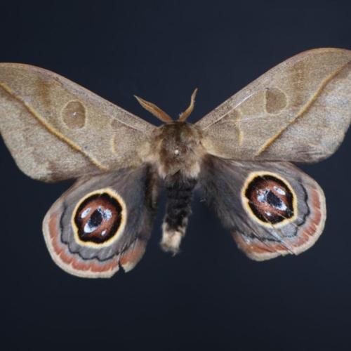 Lepidoptera
