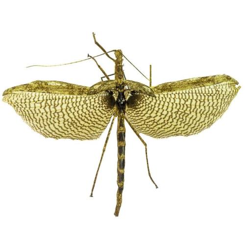 Phasmida