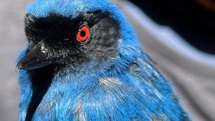 Programa de Monitoreo de Aves en el Parque Nacional Cajas 🐦🐤