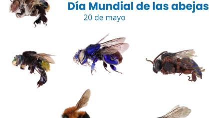 🐝 ¡Hoy celebramos el Día Mundial de las Abejas! 🌼