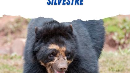 🌎🐾 Día Mundial de la Vida Silvestre