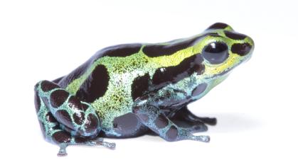 🌿🐸 20 de marzo Día de las Ranas 🐸🌿