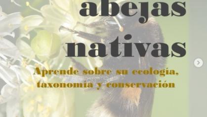 🐝 **Explorando a las abejas nativas** 🌼